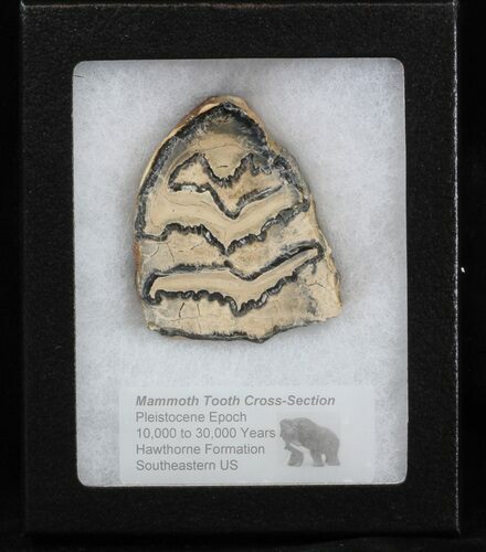 Mammoth Molar Slice - South Carolina #40099